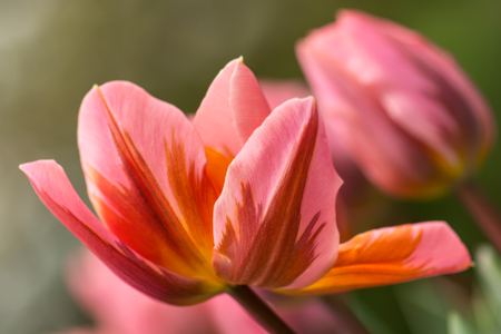 Pink tulip flower with quaint shape of petals, close-up using shallow focus in soft lighting. Soft and gentle spring flower tulip natural background. Watercolor pink tulip wallpaper.の写真素材