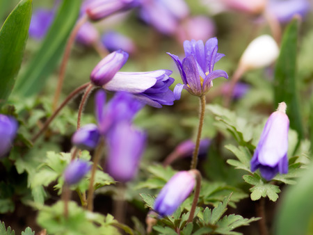 Violet flowers of the Scilla Squill blooming in April. Bright spring flower of Scilla Bifolia closeup - Bluebells in a spring forest, macro shot with green soft light and blurred background.の写真素材