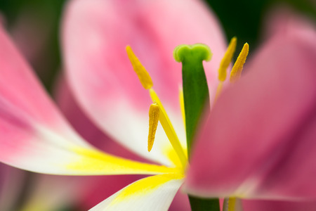 Pink tulip flower close-up with green stamen inside, using shallow focus in soft lighting. Soft and gentle spring tulip flower natural background. Abstract tulip wallpaper.の写真素材