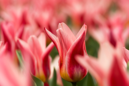 Red lily flowered tulip flower close-up using shallow focus in soft lighting. Soft and gentle spring tulip flower natural background. Tulip flowerbed with focus on the single flower.の写真素材