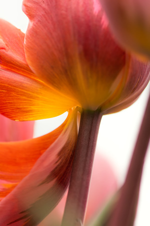 Abstract pink and yellow tulip close-up using shallow focus in soft lighting. Soft and gentle spring flower tulip natural background.の写真素材