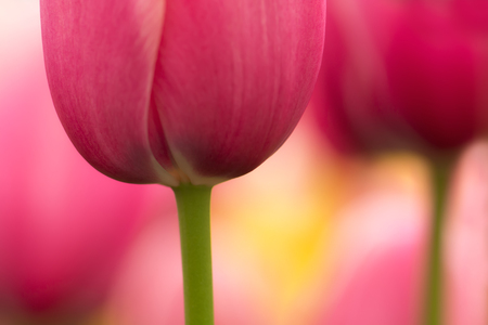 Watercolor pink tulip flower close-up using shallow focus in soft lighting. Soft and gentle spring tulip flower natural background. Abstract pink tulip wallpaper.の写真素材