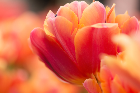 Parrot tulip flower close-up using shallow focus in soft lighting. Soft and gentle spring flower natural background. Flowerbed with red and yellow mixed color tulips. Tulips blur wallpaper.の写真素材