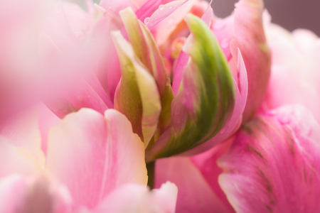 Parrot tulip flower close-up using shallow focus in soft lighting. Soft and gentle spring flower tulip natural background. Abstract tulip wallpaper.の写真素材