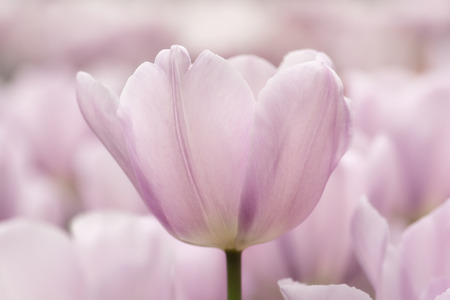 Light lilac tulip flowers close-up using shallow focus in soft lighting. Soft and gentle spring flower natural background. Tulips flowerbed with selective focus on single flower.の写真素材
