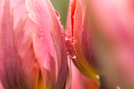 Two saturated pink tulip flower, close-up using shallow focus in soft lighting. Soft and gentle spring tulip flower with water drops after rain natural background. Two tulips after rain wallpaper.の写真素材