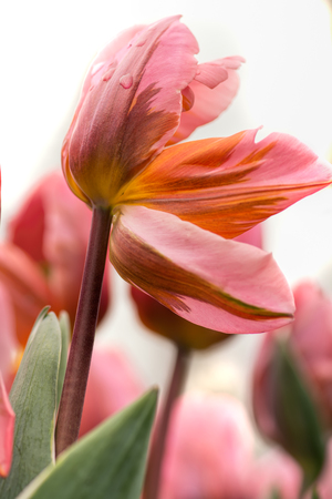 Pink tulip flower with quaint shape of petals, close-up using shallow focus in soft lighting. Soft and gentle spring flower tulip natural background. Watercolor pink tulip wallpaper.の写真素材