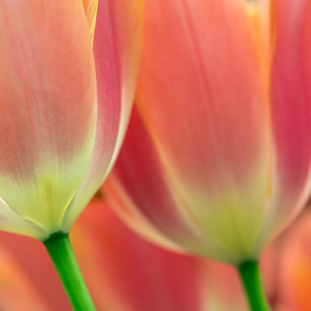 Light red tulip flowers close-up using shallow focus in soft lighting. Soft and gentle spring tulip flower natural background. Red tulips on flowerbed.の写真素材