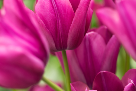 Purple tulip flowers close-up using shallow focus in soft lighting. Soft and gentle spring flower natural background. Flowerbed with spring tulips.の写真素材