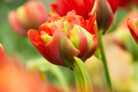 Red and green parrot tulip flower close-up using shallow focus in soft lighting. Soft and gentle spring tulip flower natural background. Vivid tulip flower wallpaper.の写真素材