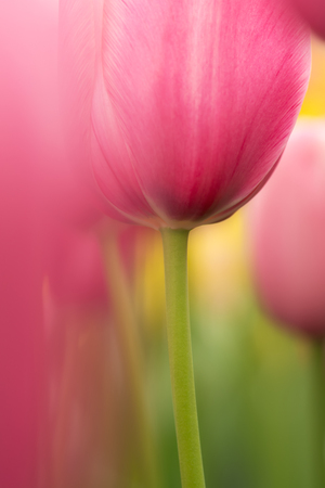 Watercolor pink tulip flower close-up using shallow focus in soft lighting. Soft and gentle spring tulip flower natural background. Abstract pink tulip wallpaper.の写真素材
