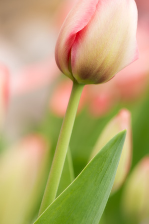Tulip flower close-up using shallow focus in soft lighting. Soft and gentle spring flower natural background.の写真素材