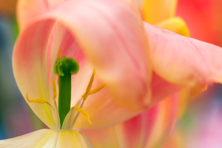 Pink tulip petals and stamen close-up using shallow focus in soft lighting. Soft and gentle spring tulip flower natural background. Abstract tulip wallpaper.の写真素材