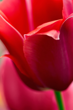 Red tulip flower close-up using shallow focus in soft lighting. Soft and gentle spring tulip flower natural background. Abstract blur tulip vertical shot.の写真素材
