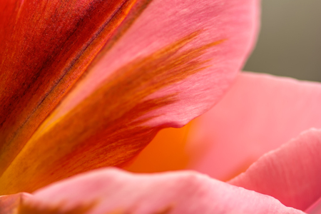 Pink tulip flower petals close-up using shallow focus in soft lighting. Soft and gentle spring flower tulip natural background. Pink tulip petals wallpaper.の写真素材
