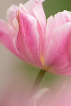 Pink tulip flower close-up using shallow focus in soft lighting. Soft and gentle spring tulip flower natural background. Pastel colored abstract tulip. Flower blur.の写真素材