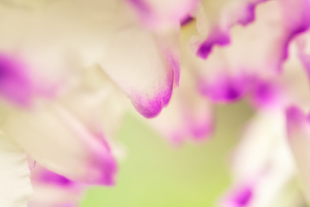 Exotic flower petals close-up, soft focus, shallow DOF, natural flower petals background. White, purple or violet and green mixed colors.の写真素材