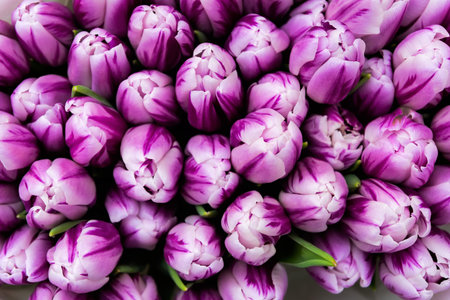 Bouquet of fresh purple spring tulip flowers, top view. Beautiful bouquet of tulips in spring....