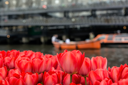 Beautiful view of red tulips and blurred city view on background in Amsterdam, Netherlandsの写真素材