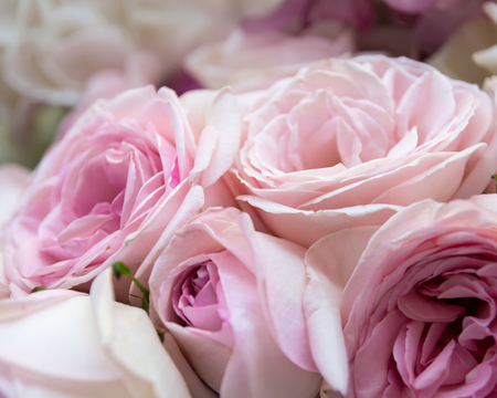 Rose flowers blooming in pastel pink color. Natural backgound, shallow DOF.の写真素材