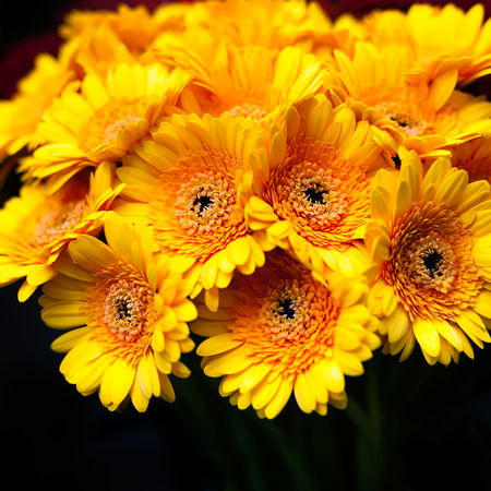Bouquet of yellow gerberas flowers in the vase over dark background. Orange gerberas bunch background, shallow DOF, square composition.の写真素材