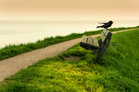 Black crow sitting on the wooden bench with the panoramic sea view and coastal footpath during sunset. Relaxation concept. Photo taken in the municipality of Edam-Volendam, near Markermeer.の写真素材
