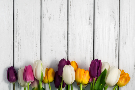 Beautiful multicolored tulips on white wooden background. Top view, copy space. Space for text. Postcard template. Spring flowers concept. Happy Mother's, Valentine's, International Women's day.の写真素材
