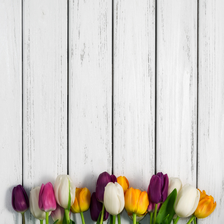 Beautiful multicolored tulips on white wooden background. Top view, copy space. Space for text. Postcard template. Spring flowers concept. Happy Mother's, Valentine's, International Women's day.の写真素材
