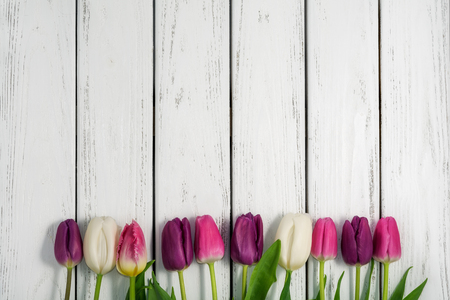 Beautiful multicolored tulips on white wooden background. Top view, copy space. Space for text. Postcard template. Spring flowers concept. Happy Mother's, Valentine's, International Women's day.の写真素材