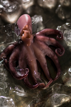 One small octopus with natural ice cubes on a stone table background. Seafood background. Top view, shallow DOF. Photo taken on the workshop.の写真素材