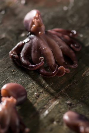 Small octopus on a stone table background. Seafood background. Angle view, shallow DOF. Photo taken on the workshop.の写真素材