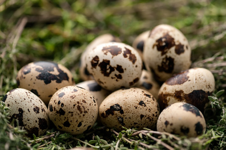 Quail eggs with sprigs of rosemary, shallow DOF, selective focus.の写真素材