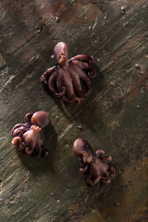 Three small octopus on a stone table background. Seafood background. Top view, shallow DOF. Photo taken on the workshop.の写真素材