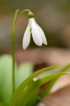 Beautiful snowdrop flower (Galanthus nivalis) at spring forest. Delicate Snowdrop flower is one of the spring symbols. Easter natural background. Shallow depth of field.の写真素材