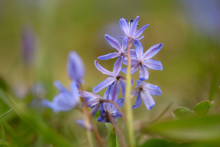 Two-leaf wild growing squill (Scilla bifolia), macro of just bloomed spring blue flowersの写真素材
