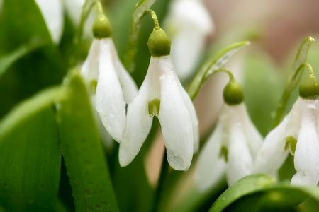 Beautiful snowdrop flowers (Galanthus nivalis) at spring forest. Delicate Snowdrop flower is one of the spring symbols. Easter natural background. Shallow depth of field.の写真素材
