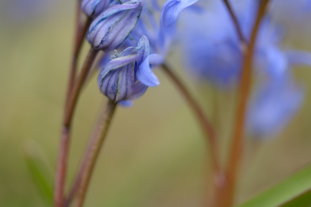 Two-leaf wild growing squill (Scilla bifolia), macro of just bloomed spring blue flowersの写真素材