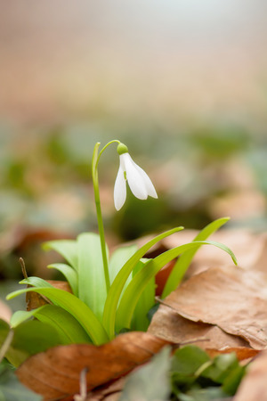Beautiful snowdrop flower (Galanthus nivalis) at spring forest. Delicate Snowdrop flower is one of the spring symbols. Easter natural background. Shallow depth of field.の写真素材