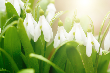 Beautiful snowdrop flowers (Galanthus nivalis) in sunny spring forest under sunbeams. Delicate Snowdrop flower is one of the spring symbols. Easter natural background. Shallow depth of field.の写真素材