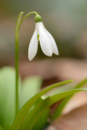 Beautiful snowdrop flower (Galanthus nivalis) at spring forest. Delicate Snowdrop flower is one of the spring symbols. Easter natural background. Shallow depth of field.の写真素材