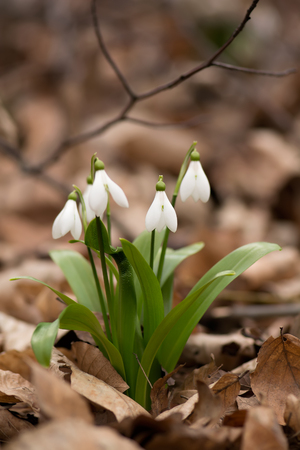 Beautiful snowdrop flowers (Galanthus nivalis) at spring forest. Delicate Snowdrop flower is one of the spring symbols. Easter natural background. Shallow depth of field.の写真素材