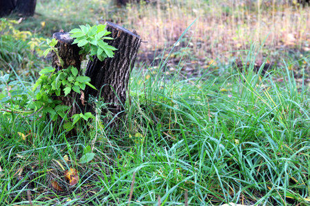 Beautiful tree stump in the green grassの写真素材