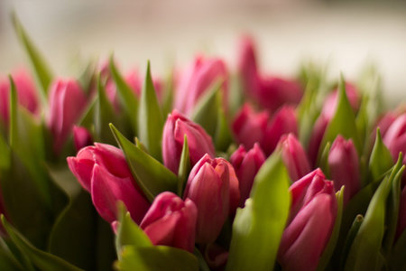 Tulipsの写真素材