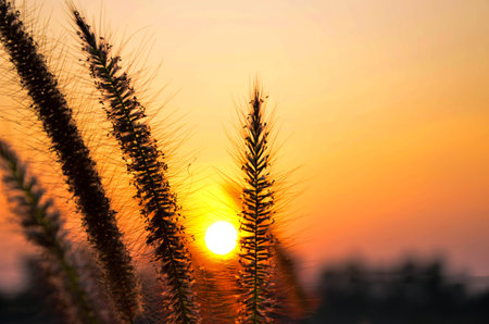 The Golden Flowerの写真素材