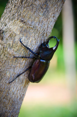 the black Dynastinae  Insect and the theeの写真素材