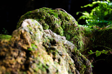 The stone and green mossの写真素材