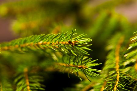 Christmas tree backgroundの写真素材