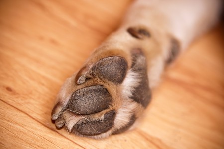 paw of labradorの写真素材