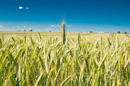 Green wheat fieldの写真素材