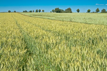 Green wheat fieldの写真素材